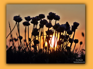 Sonnenuntergang in der Jammerbucht (3).jpg